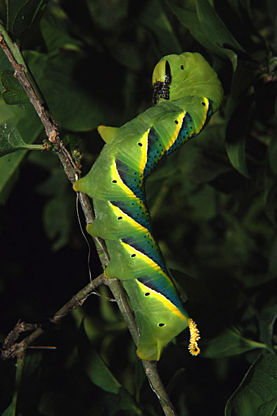 Bruchi colorati del Parco del Ticino